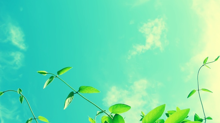 plants, nature, photography, sky, green, clouds