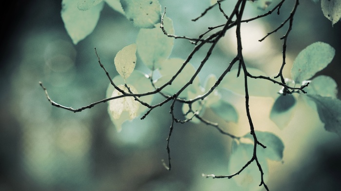 photography, depth of field, branch, plants, nature