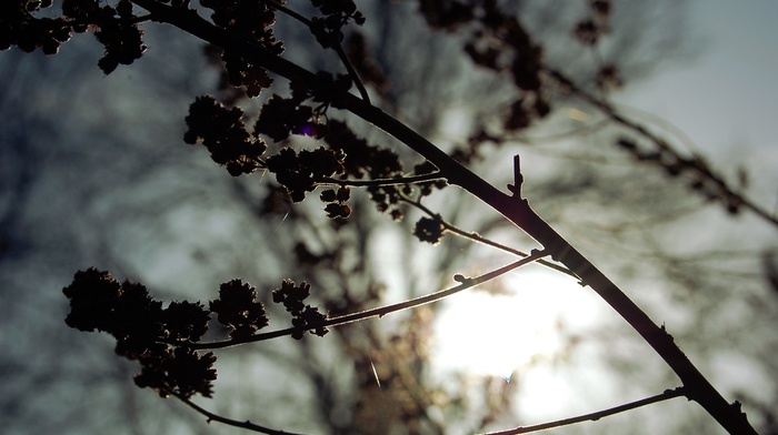 nature, depth of field, silhouette, photography, branch, plants