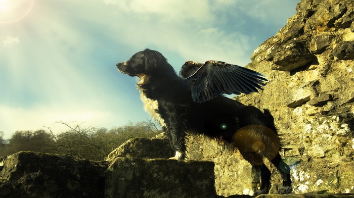 dog, wings