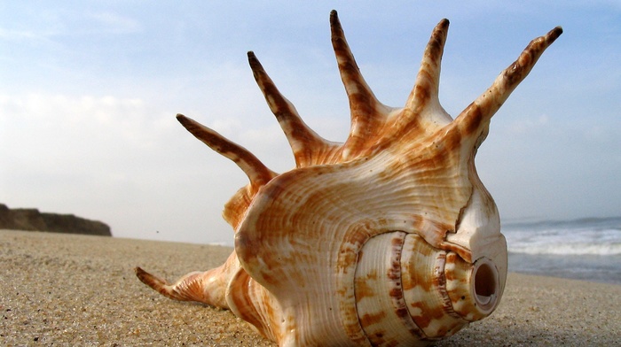 seashell, sand