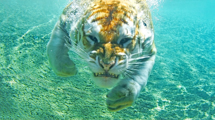 underwater, tiger, animals