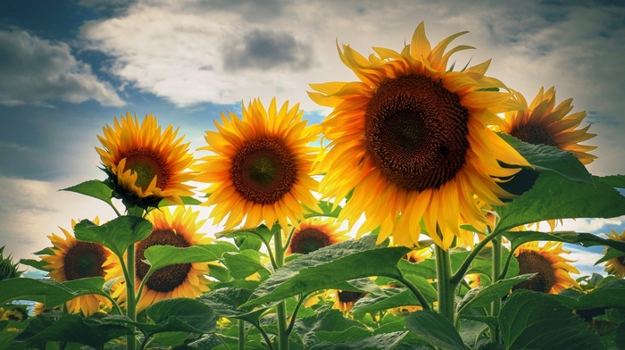 sunflowers, nature