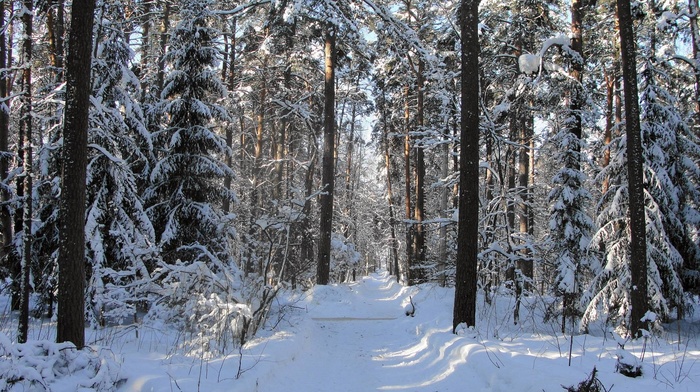 nature, snow