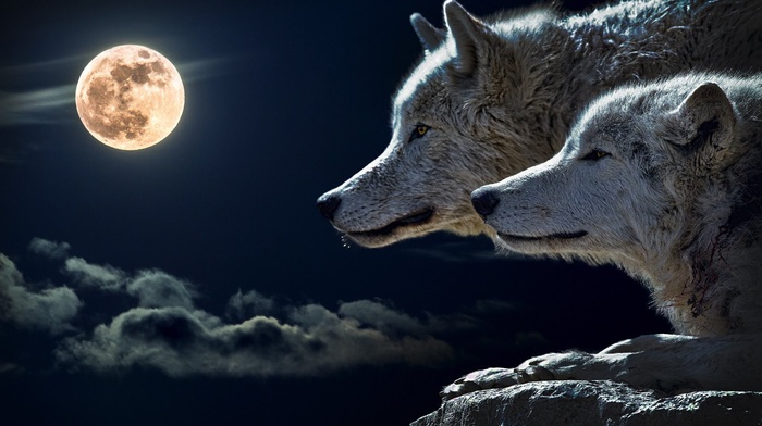 wolf, moon