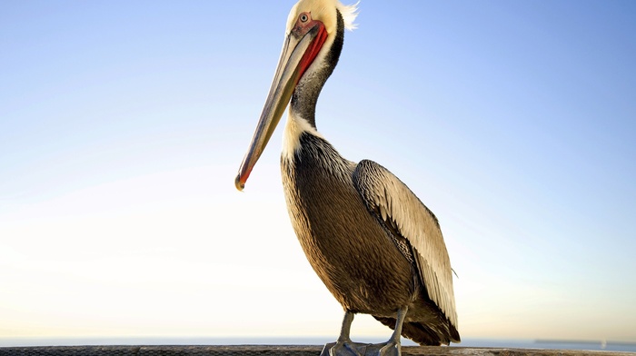 pelicans, nature, animals, birds