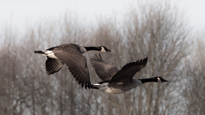 birds, animals, nature, geese