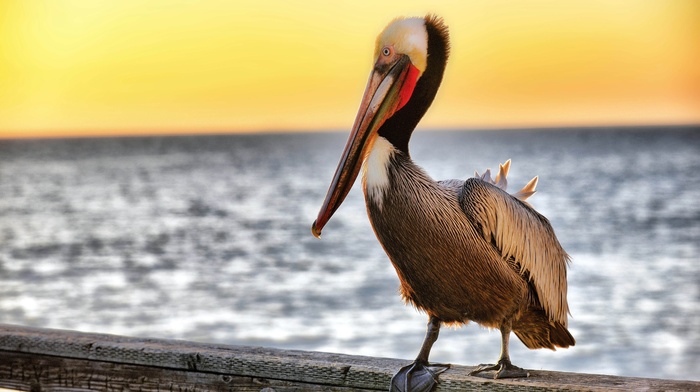 pelicans, animals, nature, birds