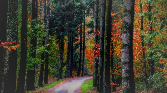 nature, landscape