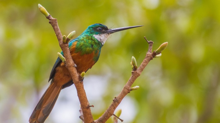 hummingbirds, birds, nature, animals