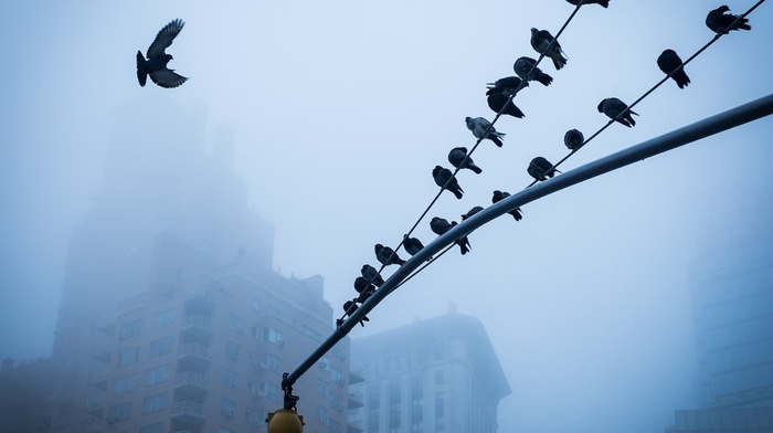 animals, mist, birds, smog