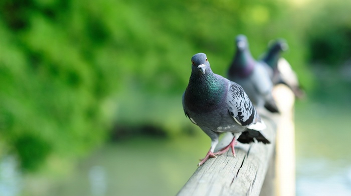photography, birds, animals, pigeons