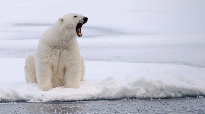 animals, polar bears, photography