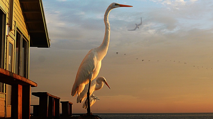 birds, photography, animals, egret