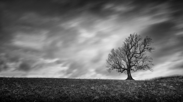 photography, nature