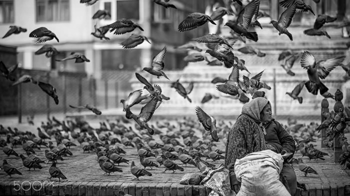 city, photography, birds