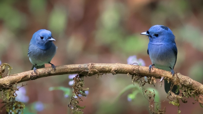 nature, birds, photography