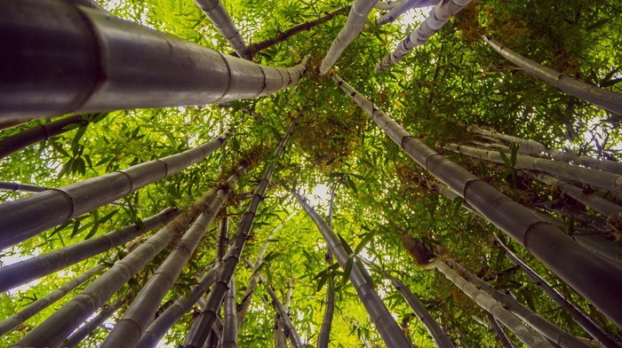 photography, nature