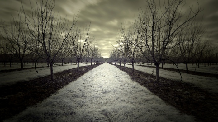 photography, nature