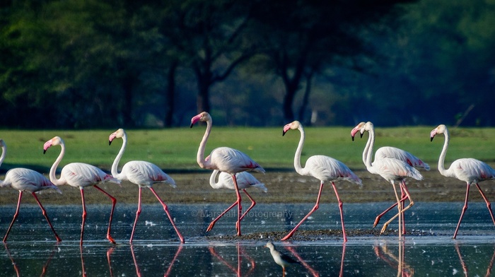 flamingos, birds, photography, animals