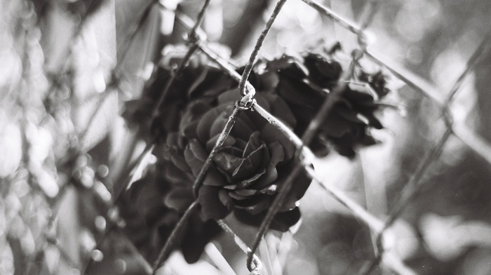 chain, link, monochrome, photography, flowers