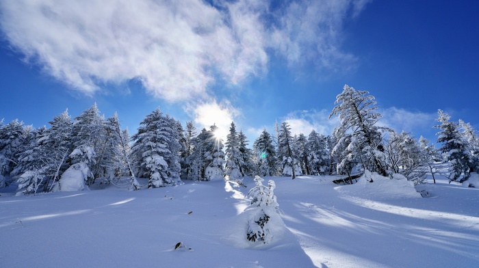 landscape, trees, snow, winter