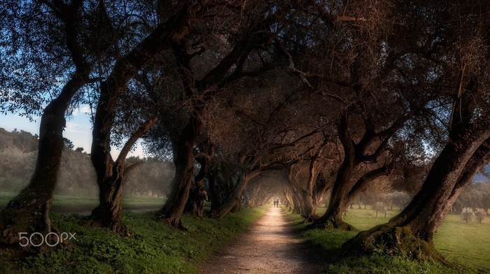 trees, nature, photography