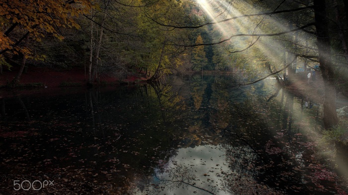photography, nature