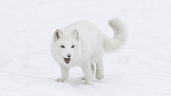 arctic fox, nature, photography, animals