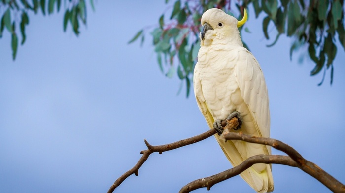 Sulphur, crested cockatoo, parrot, birds, animals, cockatoo