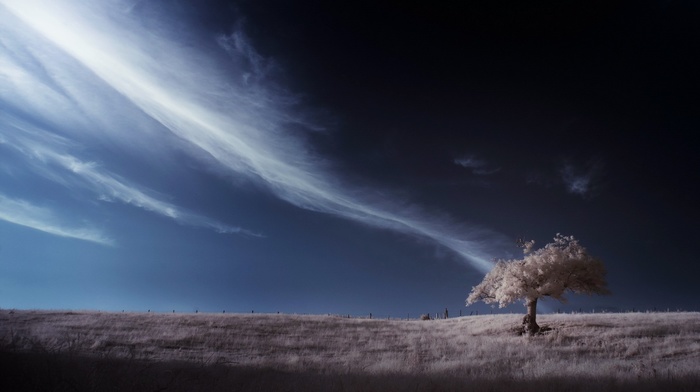 trees, clouds