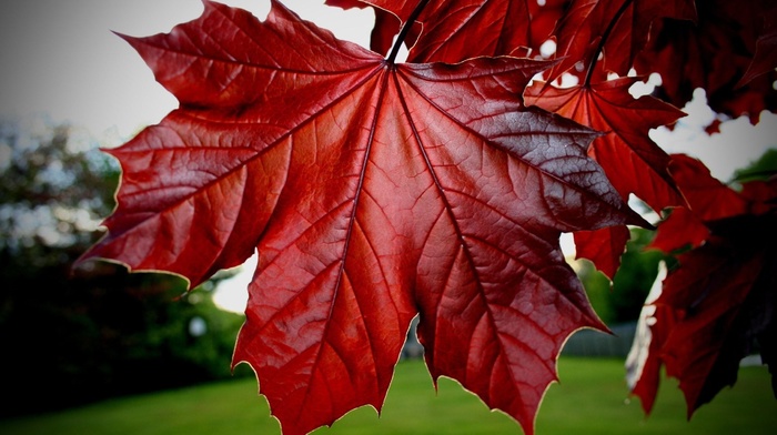 leaf  bug, nature