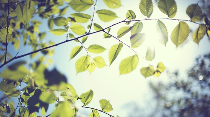 trees, Sun, nature, branch, leaves, depth of field, photography
