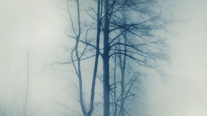 trees, nature, mist, photography, winter