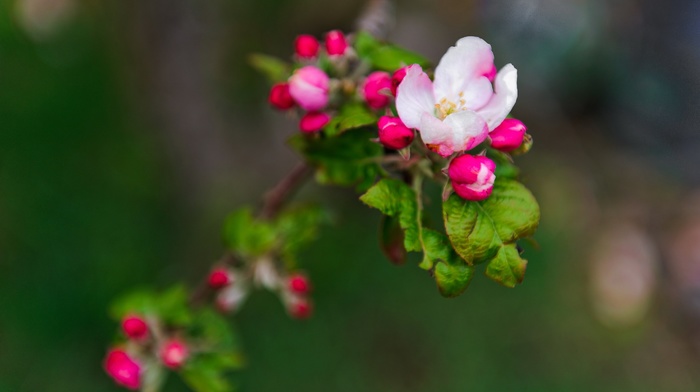 nature, flowers