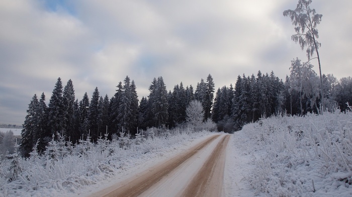 road, winter, trees, nature