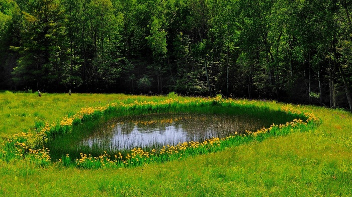 nature, trees