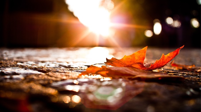 fall, macro, sunset, photography, leaves