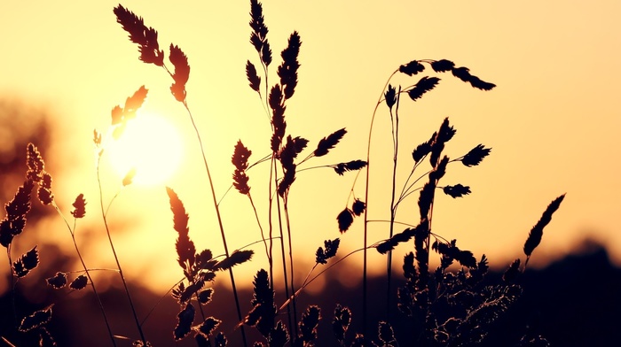 sunset, photography, nature, plants, depth of field