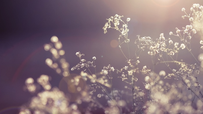 photography, plants, leaves, Sun, depth of field, nature, flowers
