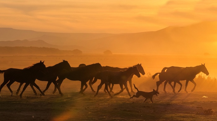horse, animals, sunlight, photography