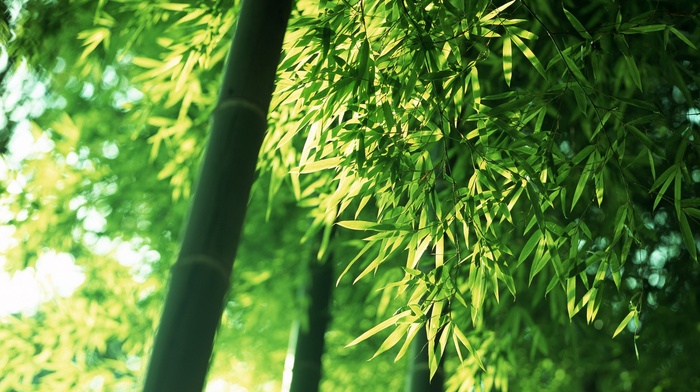 photography, leaves, depth of field, bamboo, trees, nature, plants