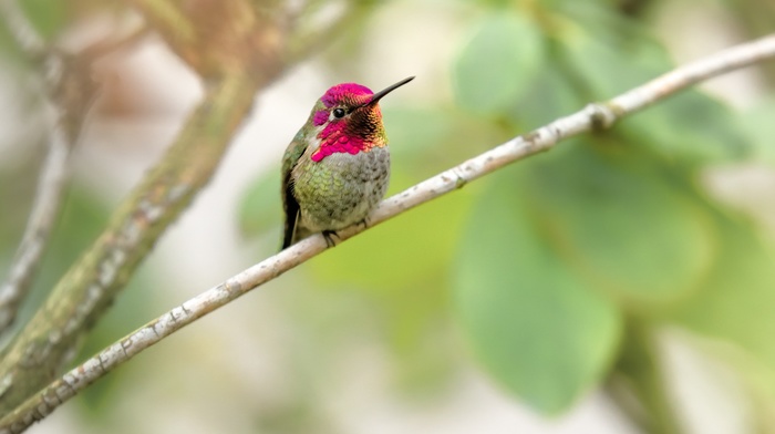 nature, photography, birds, animals, hummingbirds