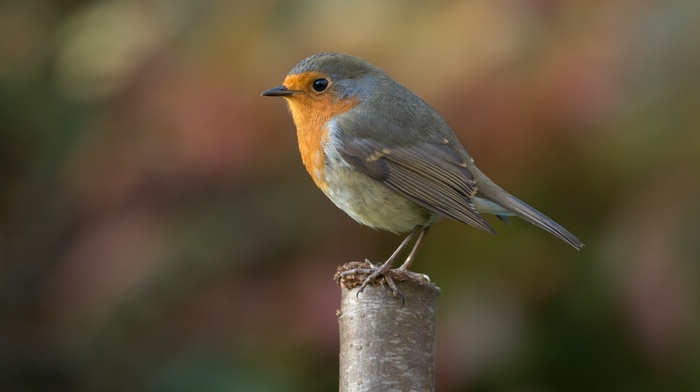 photography, robins, nature, animals, birds