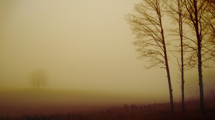 nature, trees, field, photography, mist