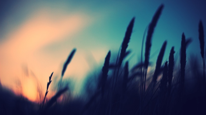 nature, plants, depth of field, photography, sunset, blurred