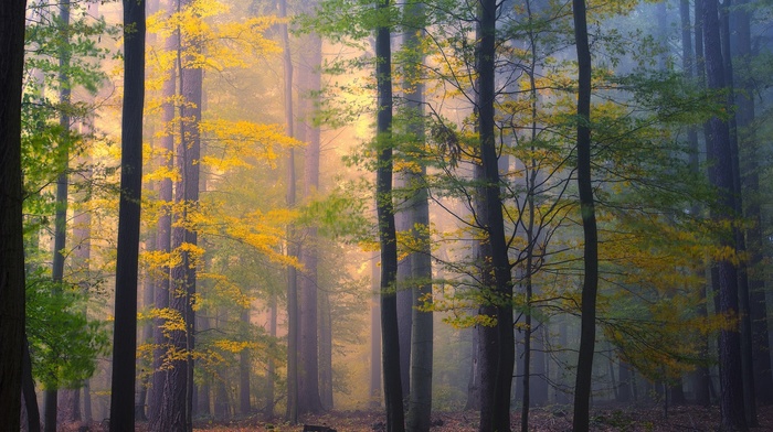 forest, colorful, nature, morning, fall, mist, leaves, trees, landscape
