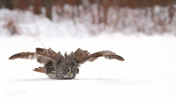 birds, photography, owl, animals, snow
