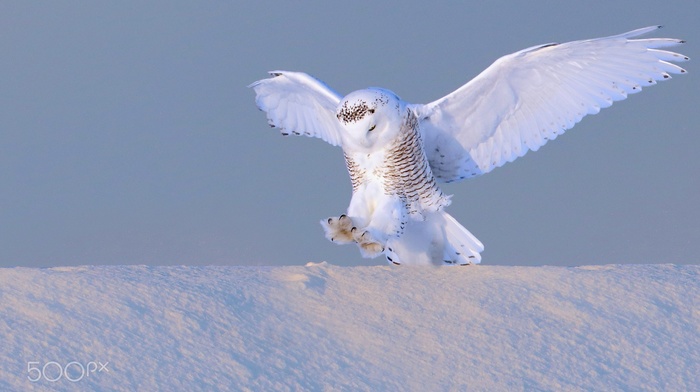 photography, animals, birds, owl, snow, winter