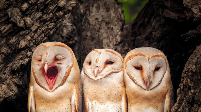 owl, birds, yawning, animals, photography